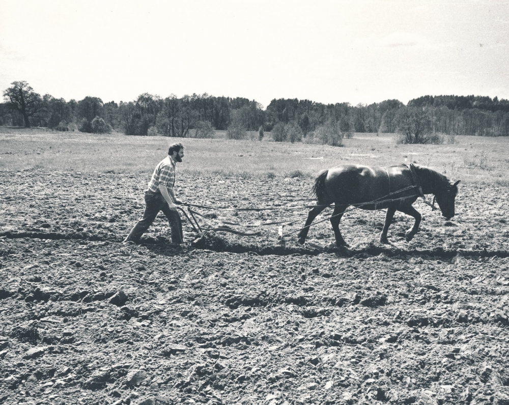 Bulvių sodinimas Niūronyse. 1987 m. R. Rakausko nuotrauka
