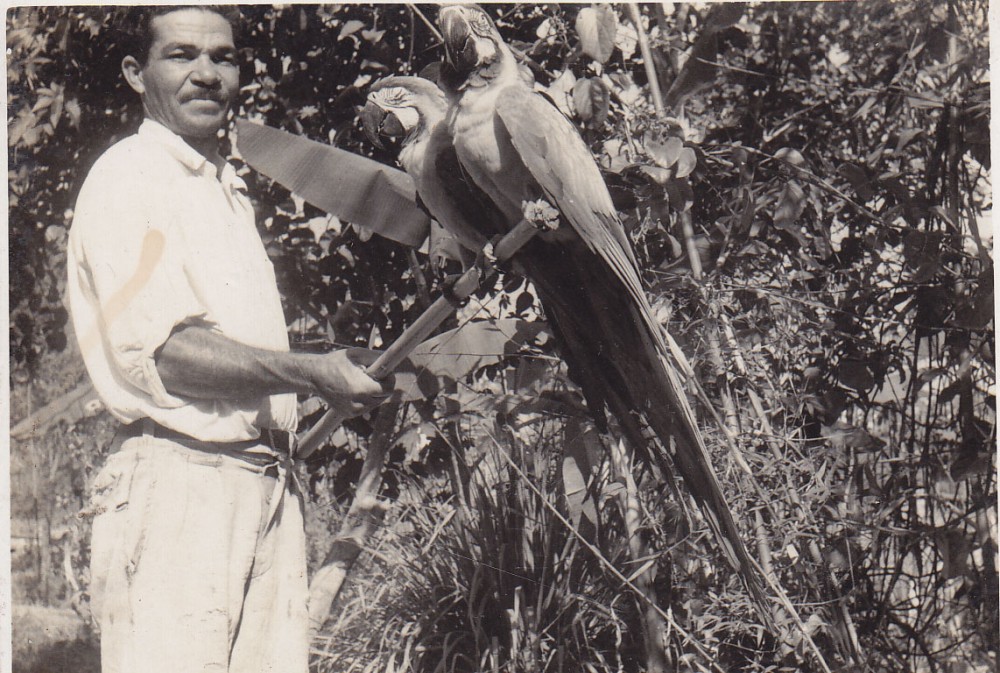 Žmogus su papūgomis. Brazilija, apie 1946–1950 m.