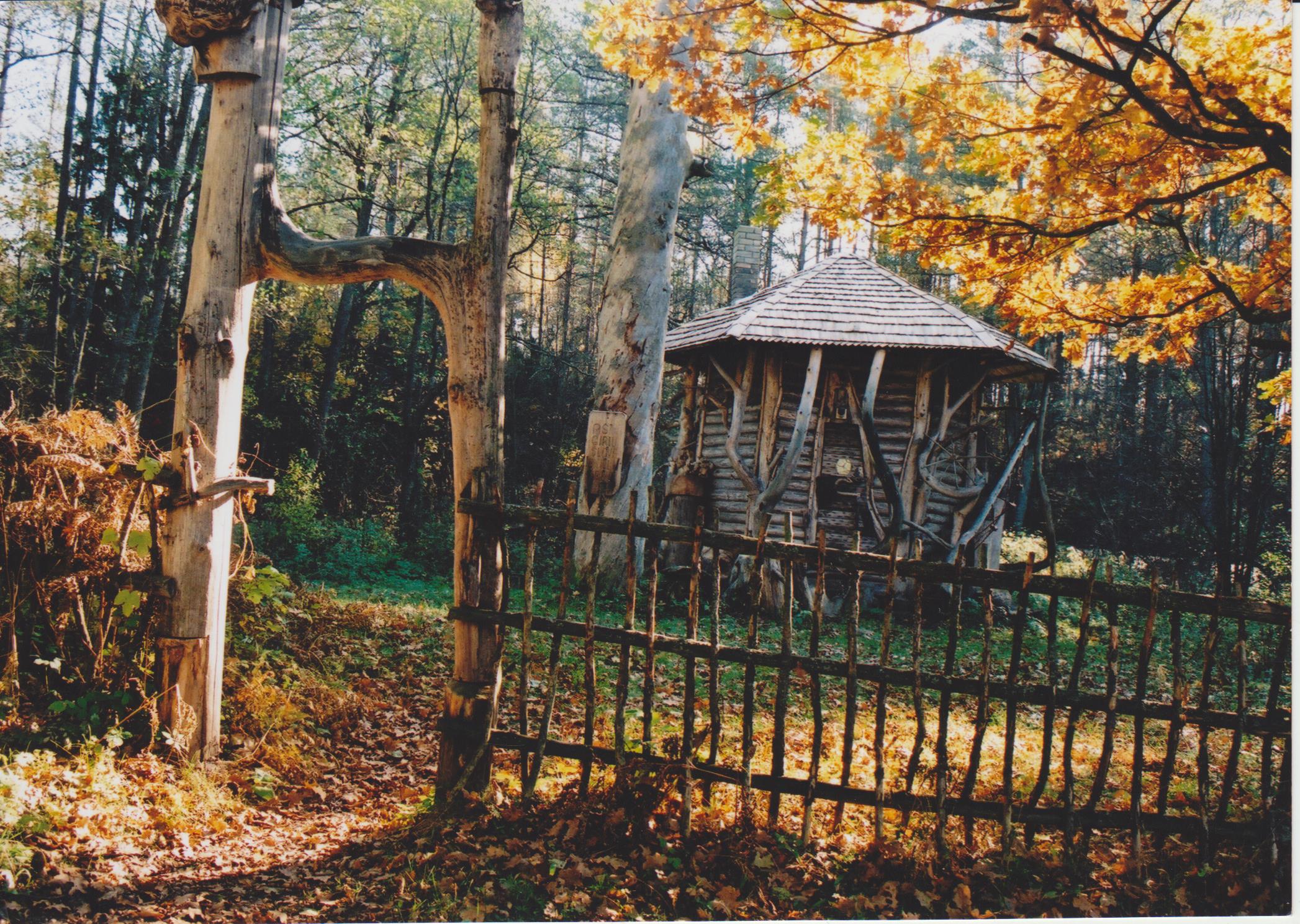 A. Matučio Drevė Gudų girioje Varėnos raj. 2000 m. Z. Baltrušio nuotrauka