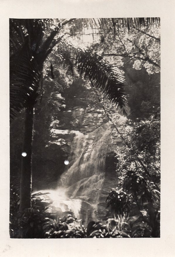 Brazilijos gamta. P. Babicko nuotrauka. Apie 1946–1950 m. MLLM 53075