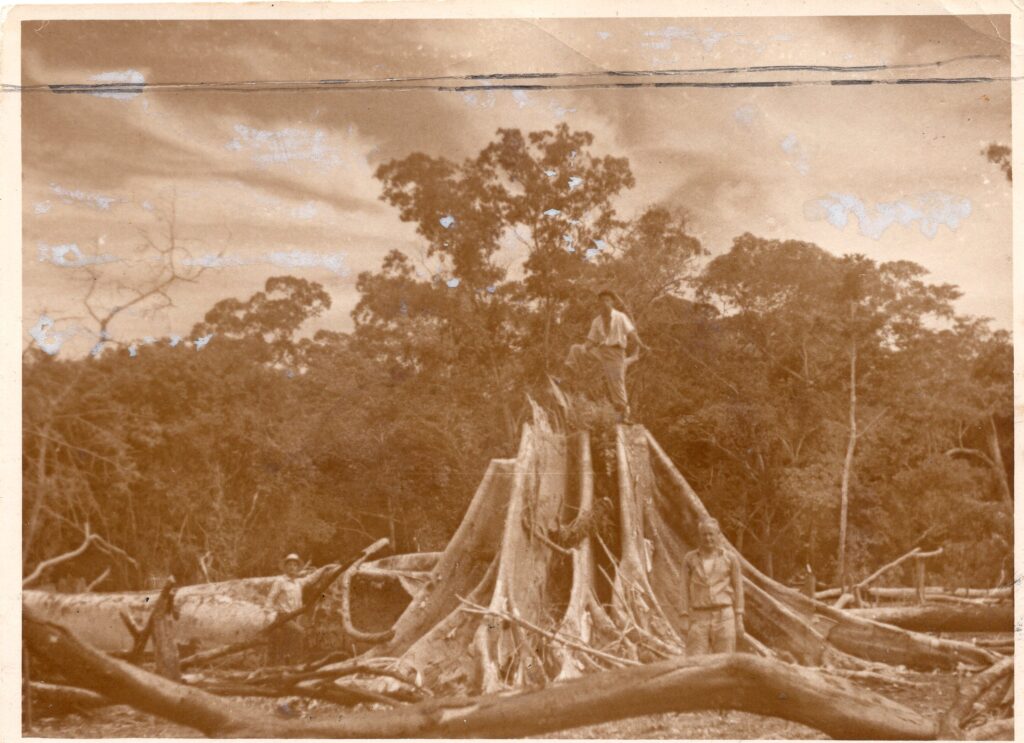 P. Babickas (pirmas iš dešinės) ir kiti prie medžio. Brazilija, apie 1951 m. MLLM 52837