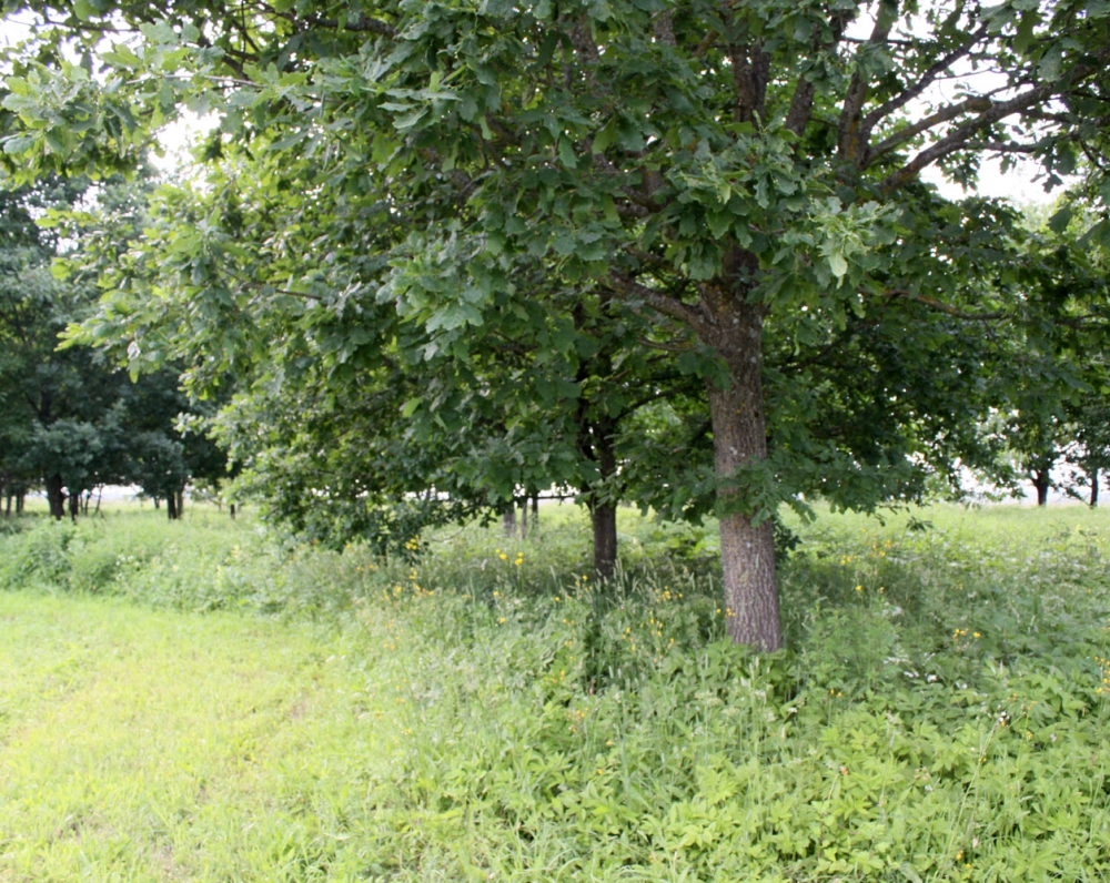 Minint K. Donelaičio 275-erių metų jubiliejų, 1989 m. pasodinta 275 ąžuoliukų giraitė