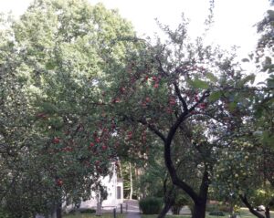S. Nėries memorialinio muziejaus sodas. 2016 m.