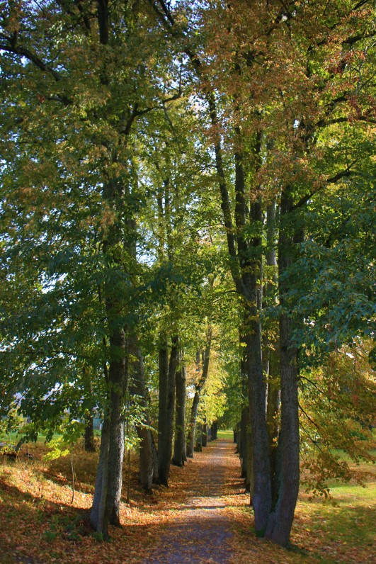 Užvenčio dvaro parko alėja. Nuotrauka Z. Baltrušio. 2015 m.